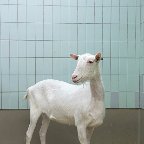 Iris Sijbom -Geit (Goat)