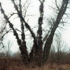 Pawel Biedrzycki -Vestige
