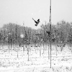 Shaun Garcia -Snow Birds