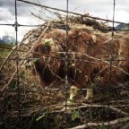 Siobhan Keleher -The Musk Ox