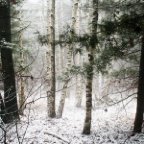 Stefania Bosso -Forest