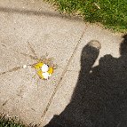 Alex Djordjevic - Egg on sidewalk