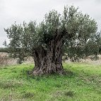 Christos J. Palios - Ancient Olive I | Halkidiki, Greece, 2015
