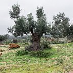 Christos J. Palios - Ancient Olive II | Halkidiki,Greece, 2015