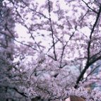 Alisa Korotaeva - Yoyogi vibes (Tokyo)