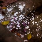 Morteza Toozandehjani - Autumn Reflection