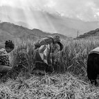 Sascha Richter - Three generations are harvesting the family's rice, that will serve them as food for the coming year