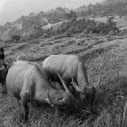 Sascha Richter - A boy takes care of the family's herd of water buffaloes while his parents are working on their field