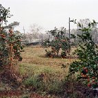 Catherine J. Davis - Oranges