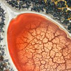 Dean Cully - Aerial from about 1,000' of a seasonal alkali pond with algal bloom in the Carrizo Plain National Monument, California; Spring, 2005. Medium format film.