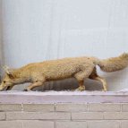 Jean-Luc Feixa - Stuffed fox
