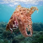 Katy Laveck Foster - Undersea Dragon (Broadclub Cuttlefish, Komodo National Park, Indonesia)