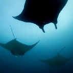 Katy Laveck Foster - Passing Clouds (Reef Manta Rays, Raja Ampat, Papua)