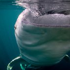 Katy Laveck Foster - The Gulp (Whale Shark, Cenderawasih Bay, Papua)