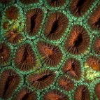 Katy Laveck Foster - Polyps (Coral, Raja Ampat, Papua) 