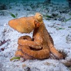 Katy Laveck Foster - Hiding In Plain Sight (Octopus, Raja Ampat, Papua)