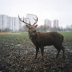 Lena Tsibizova - The Deer, Moscow
