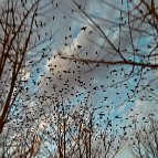 Sam Hill - Murmuration V