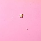 Sarah Hiatt - Baby Tooth, 2016