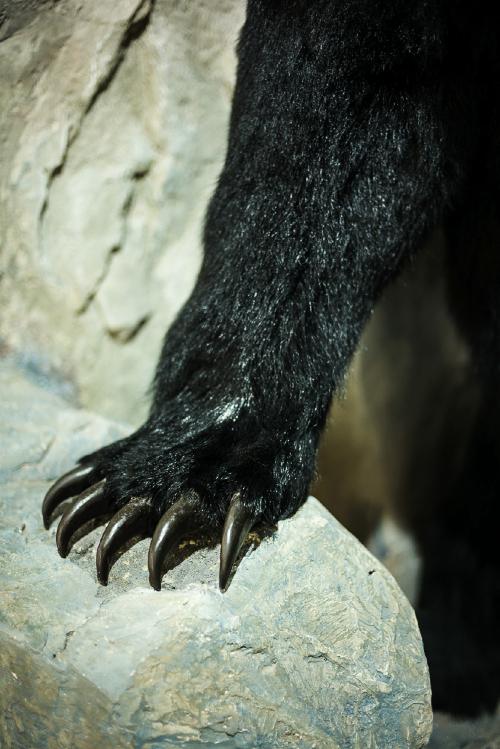 Nick Tarasov  - Bear Paw