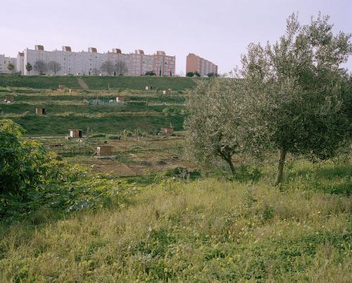 Peter Spurgeon - Lisbon Allotments 1