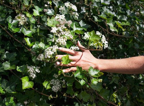 Sharlotte Fondeur-Casas - Mami's white nail polish, 2016