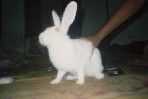 Swastik Pal - Sucharita's friends white pet rabbit