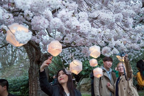 Clare Yow  -  Sakura festival