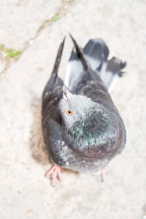 Cristiano Volk  -  A curios pigeon