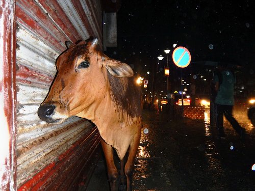 Swarnadip Chakraborty  -  Seeking for the Shelter