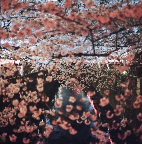 Alisa Korotaeva - Nakameguro Hanami