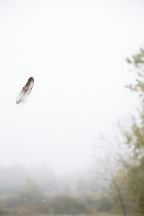 JP Terlizzi - Quill, from the series The Cedars Run Silent