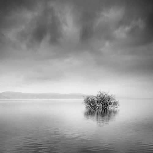 George Digalakis - A Day in the Life of a Tree