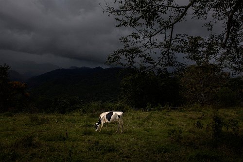 Mara Sánchez-Renero - Iluikak series, "Vaca"
