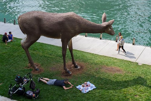 Rich Flansburg - American Deer