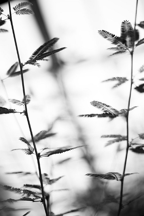 Tricia Virtue - Untitled
