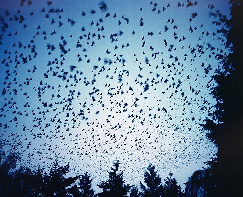 Laurence Dauphinais - Les oiseaux