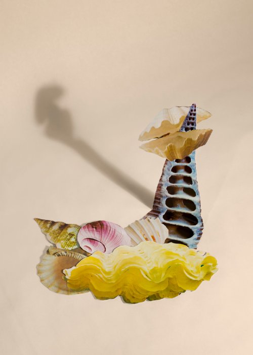 Benjamin Davis - Untitled Shell Illustration #3