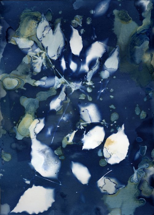 Caitlin Cloninger - Honeysuckle, 2018