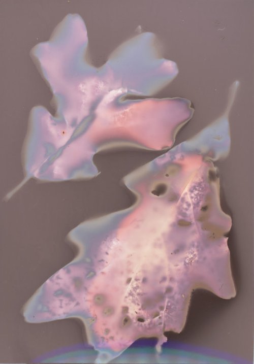 Caitlin Cloninger - Lumen Leaf, 2018