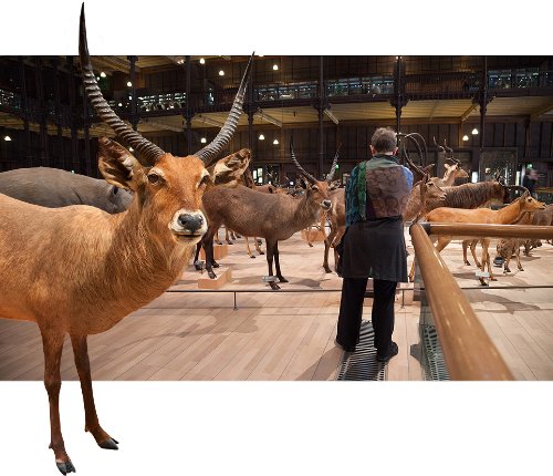 Fern Helfand - About Looking, La Grande Galerie d'Evolution, Paris