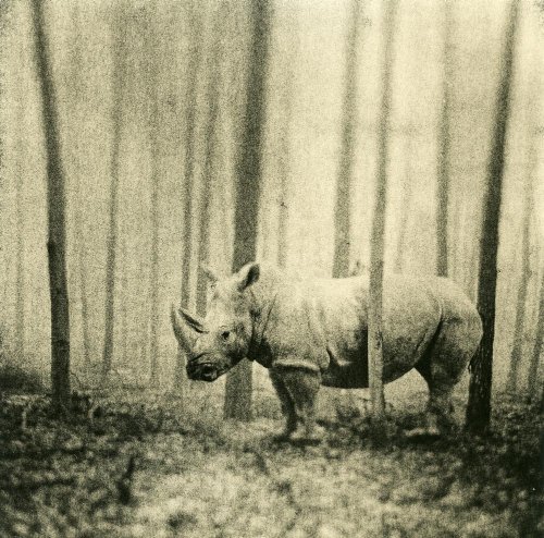 Frank Machalowski - tierwald #70 