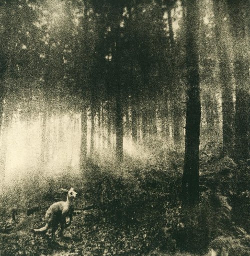Frank Machalowski - tierwald #53