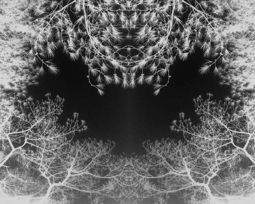 Ja Turla - Mirrored Trees 1 