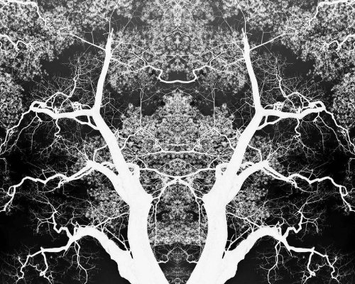 Ja Turla - Mirrored Trees 2