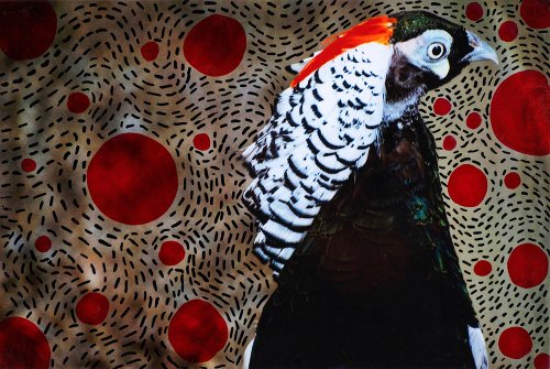 Jelena Jankovic - Birds