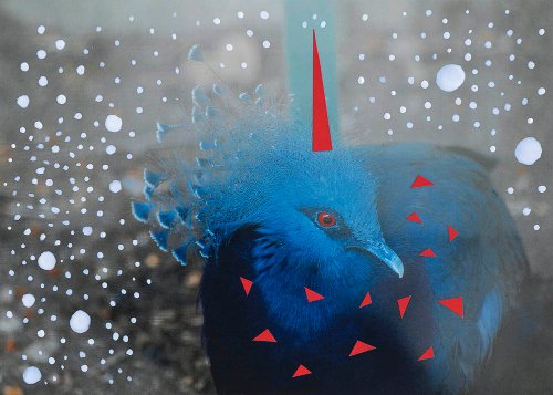 Jelena Jankovic - Birds
