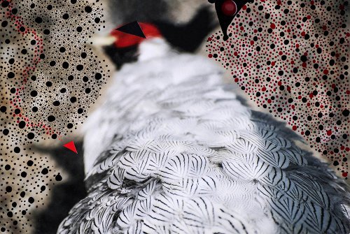 Jelena Jankovic - Birds