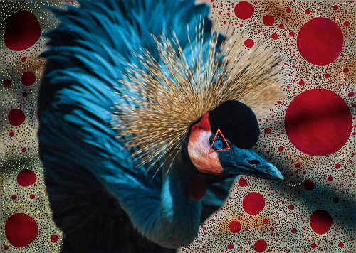 Jelena Jankovic - Birds