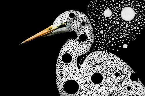 Jelena Jankovic - Birds